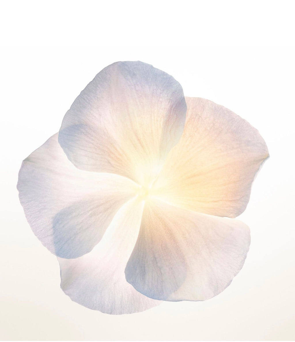 NARCISO RODRIGUEZ
NARCISO - EAU DE PARFUM POUDRÉE
Eau de Parfum Poudrée